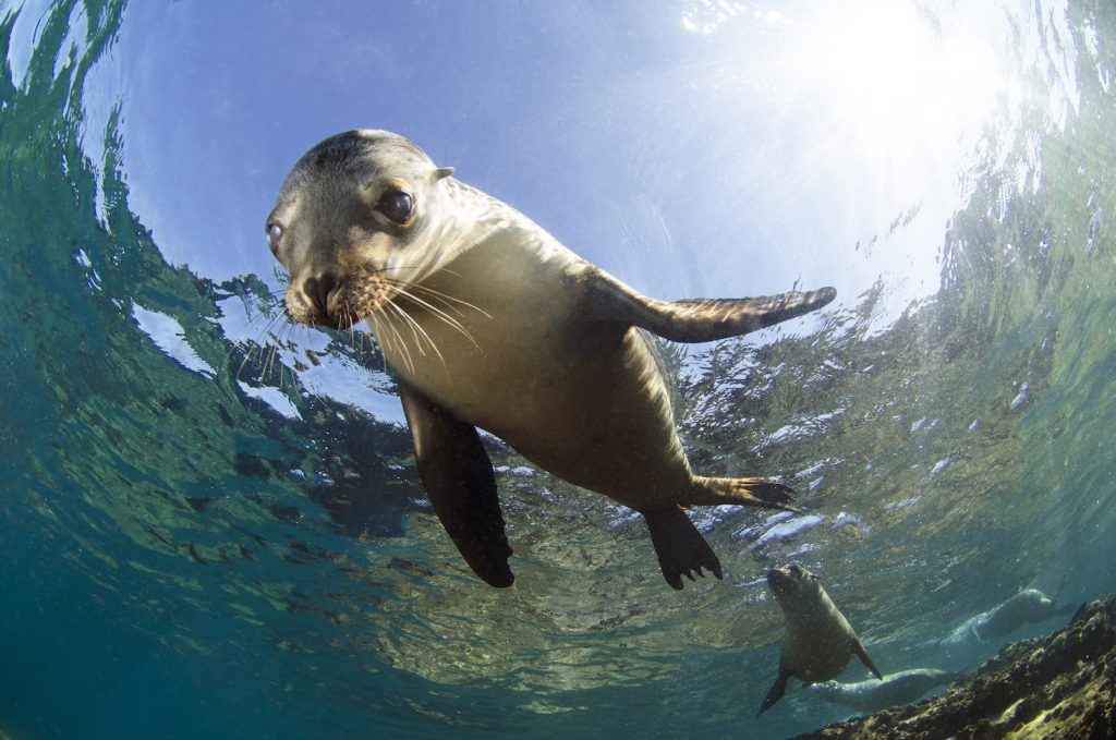 fotos de leones marinos