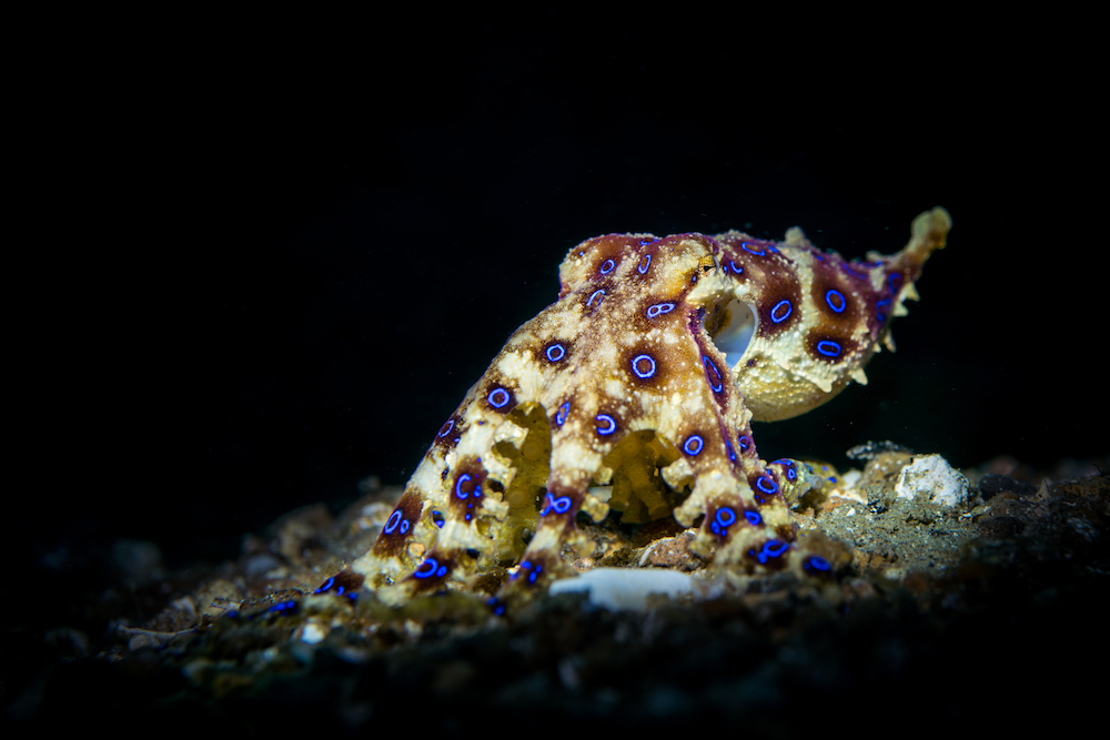 How do Octopuses Camouflage?